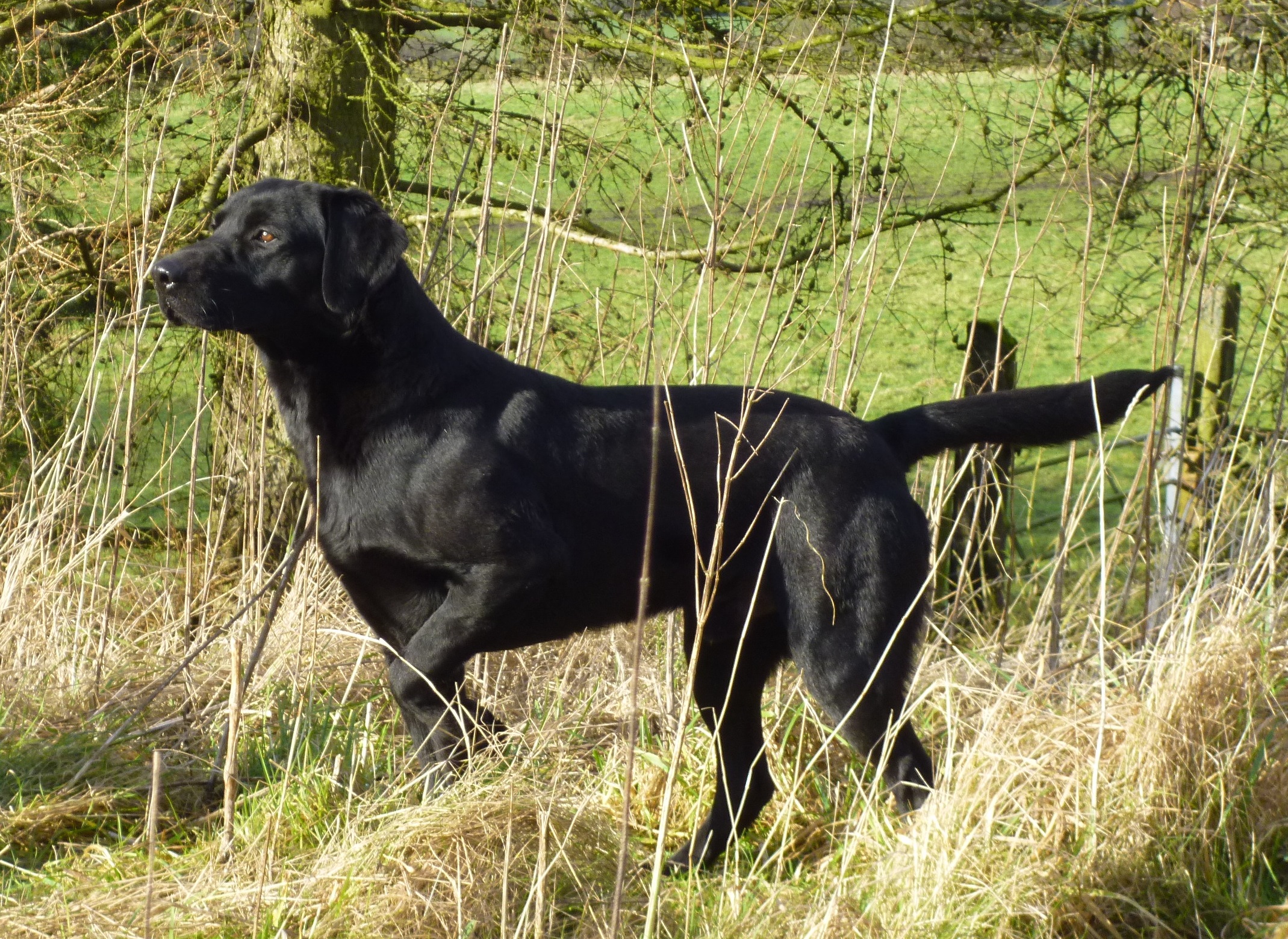 DRAKESHEAD  ALFIE